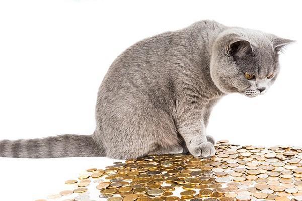招商银行让我还点本金再协商可信吗？逾期协商话术有哪些？